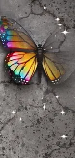 Colorful butterfly on gray concrete background.