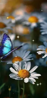 Blue butterfly rests on daisies with soft golden glow.