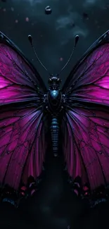 Vibrant butterfly with dark background