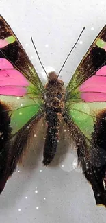 Vibrant butterfly with pink and green wings on a white background.