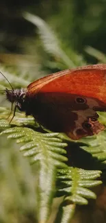 A vibrant butterfly resting on a green fern leaf in sunlight.