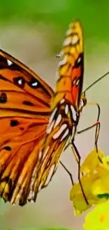 Orange butterfly resting on yellow flower with green background.