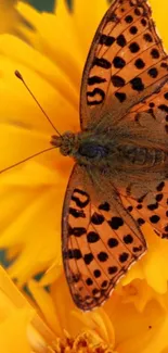 Colorful butterfly perched on a yellow flower.