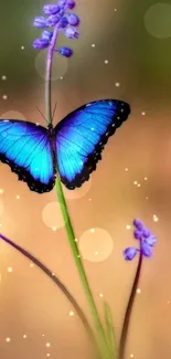 Vibrant blue butterfly perched on delicate purple flowers.