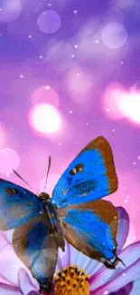 Vibrant blue butterfly on purple flower with dreamy background.