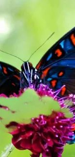 Vibrant butterfly on a colorful flower.