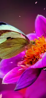 A vibrant butterfly on a vivid pink flower against a dark blurred background.