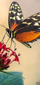 Close-up of a butterfly perched on a vivid red flower with a soft background.