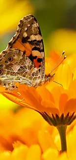 A butterfly rests on a vibrant orange flower in this mobile wallpaper.