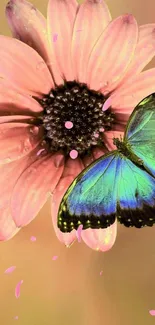 Colorful butterfly on pink flower background.