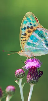 Colorful butterfly perched on a purple flower with a green background.