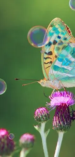 Butterfly on purple flower with green background and bubbles.