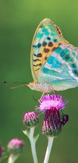 Colorful butterfly resting on a purple flower.