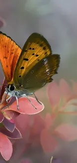 Vibrant orange butterfly resting on pink flower with blurred background.