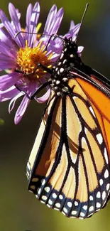 Orange butterfly resting on purple flower in vibrant detail.