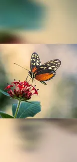 Butterfly perched on a vivid red flower with blurred background.