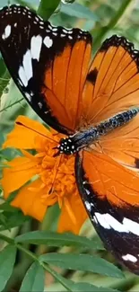 Close-up of a monarch butterfly on an orange flower with green leaves.