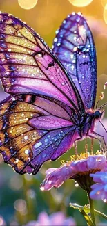 Vibrant purple butterfly on a flower with dewdrops