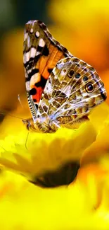 A vibrant butterfly with colorful wings perched on a bright yellow flower.