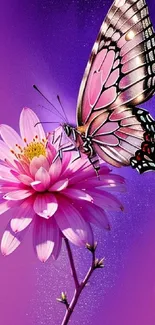 Purple butterfly perched on pink flower against a purple background.