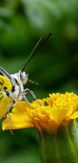 Butterfly with vibrant wings on a yellow flower.