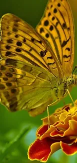 A vibrant butterfly rests on a colorful flower in this stunning mobile wallpaper.