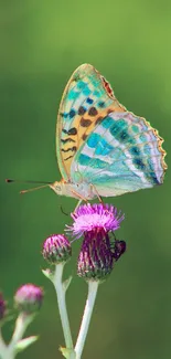 Colorful butterfly resting on a purple flower in a green field.