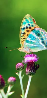 Colorful butterfly rests on purple flowers against a green backdrop.