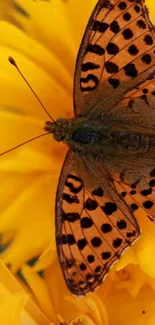 Vibrant butterfly resting on a yellow flower.