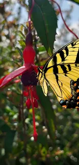 Yellow butterfly on red flower in lush green garden.