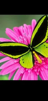 Green and black butterfly on a pink flower.