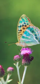 Vibrant butterfly perched on purple flower with green background.