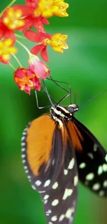 Butterfly perched on vibrant flowers with a green backdrop.