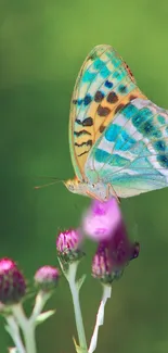 Vibrant butterfly perched on pink flowers against a green background.