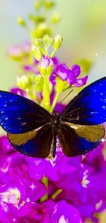 Blue butterfly on purple flowers, vibrant nature scene.