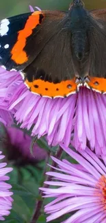 Butterfly resting on vibrant pink flowers.