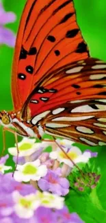 Orange butterfly perched on flowers with lush green background.