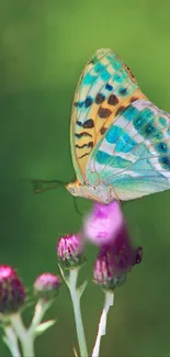 Colorful butterfly perched on purple flowers against a green background.