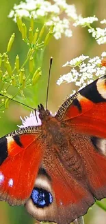 A vibrant red and black butterfly on green plants and white flowers.