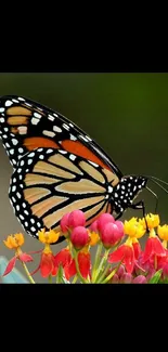 Colorful butterfly on vibrant flowers wallpaper.