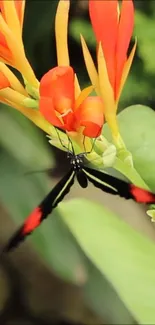 Colorful butterfly resting on bright orange flowers with green leaves.