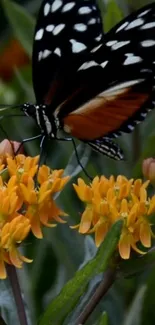 Vibrant butterfly resting on orange flowers in a nature setting.