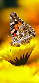 A vibrant butterfly on yellow flowers.