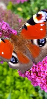 Vibrant butterfly perched on purple flowers, showcasing nature's beauty.