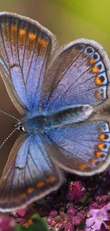 Blue butterfly with orange spots on pink flowers in full bloom.