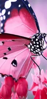 Close-up of a vibrant pink butterfly sitting on red flowers.