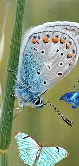 Vibrant blue butterfly on green grass.