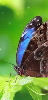 Vibrant butterfly with blue wings resting on a green leaf in the wild.