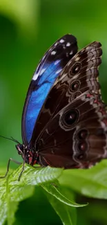 Colorful butterfly perched on a green leaf mobile wallpaper.