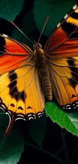 Vibrant orange and black butterfly on lush green leaves.